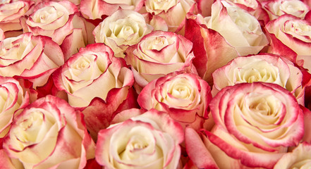 floral background. roses background