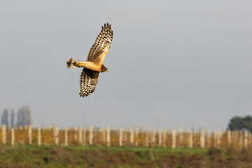 Northern harrier bird