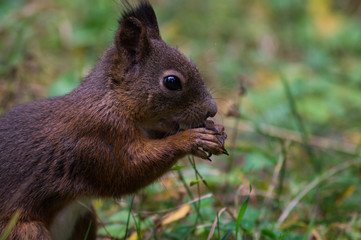 Close-up of a squirrel eating a peanut in a forest.