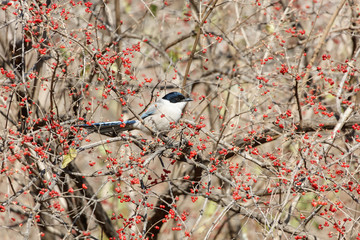 Azure winged magpie