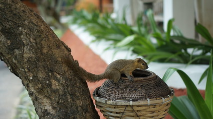 Squirrel on a tree on Bali