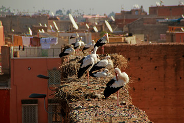 Morocco storks nest
