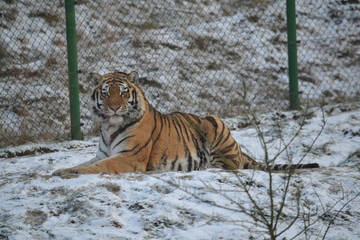 Tiger im Schnee