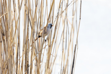 Bearded Tit bird
