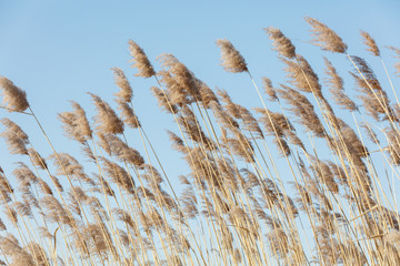  reed in winter