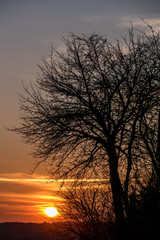 Fototapeta na wymiar Sonnenuntergang und Bäume