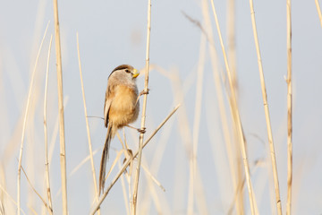 Reed Parrotbill bird