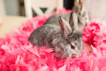 The little gray bunny rabbit sitting in pink feathers on against the window. Easter bunny in pink feathers reflected in the mirror.
