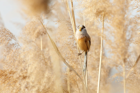 Reed Parrotbill bird
