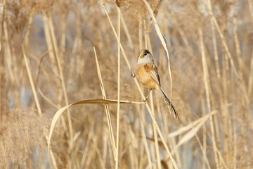 Reed Parrotbill bird
