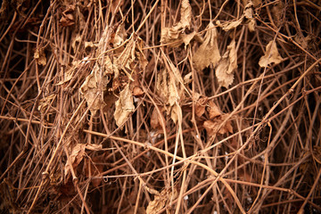 The dried branches of a plant