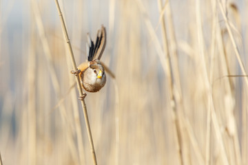 Reed Parrotbill bird