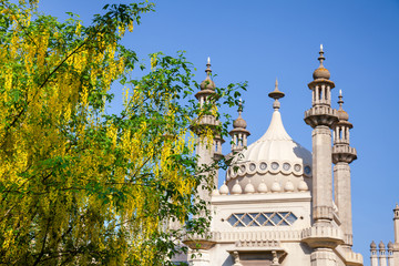 Fototapeta premium Blooming Laburnum tree in Royal Pavilion garden Brighton East Sussex Southern England UK