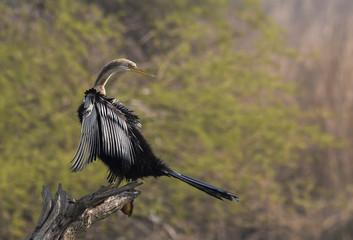 A darter aka snake bird sitting on a branch inside bharatpur bird sanctuary on a winter morning