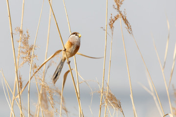 Reed Parrotbill bird