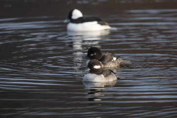 Bufflehead female birds