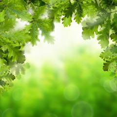 Fototapeta na wymiar Abstract Spring Background with Green Oak Leaves, Bokeh Sparkle and Copy Space for Text