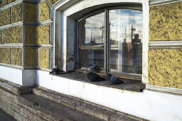 View of the basement window of the Zoological Museum of St. Petersburg with pigeons sitting on it .