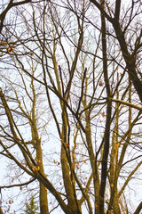 Branches of large trees without leaves at sunset in the spring