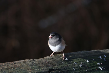 Dark eyed Junco Bird
