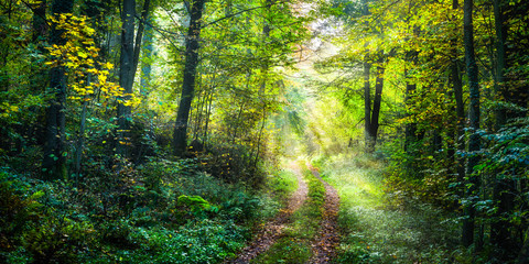Obraz premium Szlak wiosną prowadzi do zielonej polany leśnej w lesie