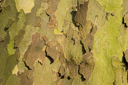 Platanus tree bark.