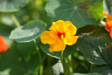 nasturtium