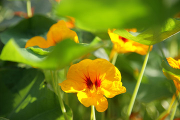 Fototapeta premium nasturtium