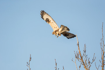 Rough-legged Hawk Bird
