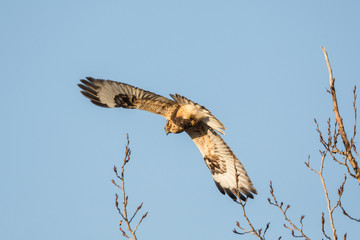 Rough-legged Hawk Bird