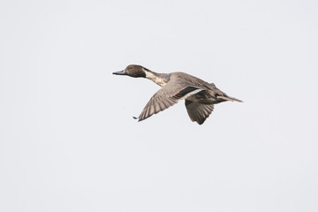 Fototapeta premium Flying Northern Pintail