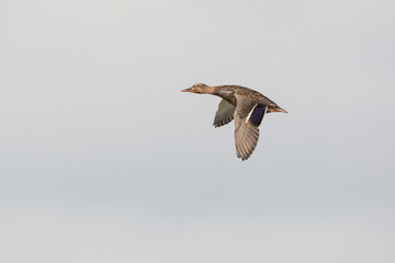 Flying Mallard duck