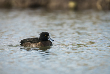 Tufted duck_000000899526_2