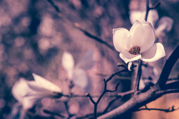 Magnolia flower, macro spring background