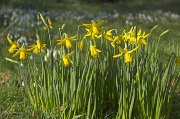 Fototapeta premium daffodils and snowdrops