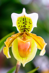 Naklejka na ściany i meble Close up of beautiful lady's slipper orchid or Paphiopedilum Callosum, colorful flowers.
