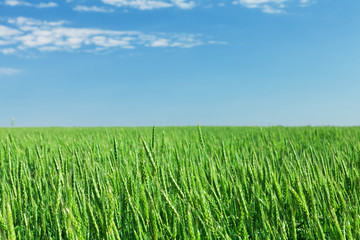 Green wheat field blue sky