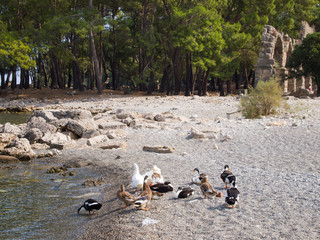 Phaselis, Turkey - Ducks in the Phaselis bay, The aqueduct, An ancient Greek and Roman city on the coast of Lycia