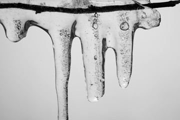 Icicle on a frozen branch black and white photo close