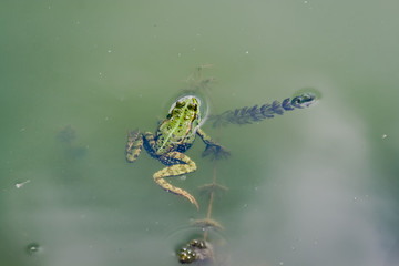 Green frog swimming in river