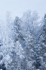 Trees covered in frost snow nature winter scene