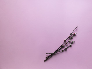 on a pink background, willow branches blossomed 
