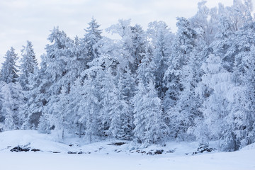 Trees covered in frost snow nature winter lakeside scene