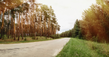 A panorama of the road through a summer pine forest with green juicy grass
