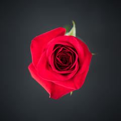 Fototapeta premium Red Rose