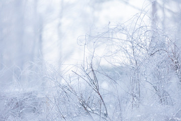 Snowy bush at cold winter day background