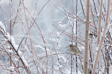 Sparrow in snowy bush at cloudy winter day