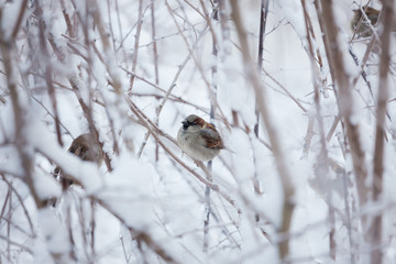 Sparrow in snowy bush at cloudy winter day