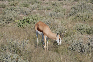 A beautiful male Dorcas Antelope. Wildlife antelope, safari in Namibia, Africa, National Park