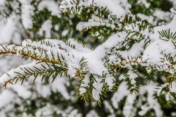 Evergreen trees covered with snow